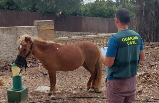 La Guardia Civil ha detenido a un varón por el hurto de un pony en Sa Coma